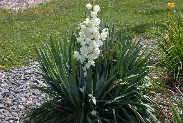 Yucca trådagtig